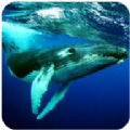 座头鲸模拟器3D v1.0.2
