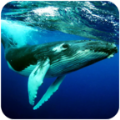 鲸鱼潜水模拟器 v1.0.1